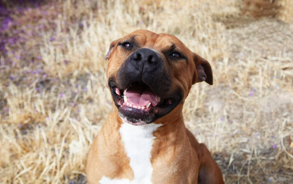 Local Pitbull Rescue 2025 paft nj